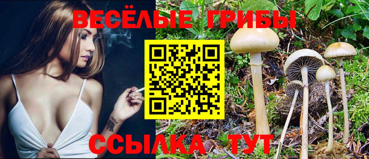 Псилоцибиновые грибы Psilocybe Коркино